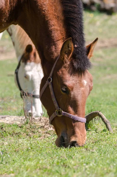 Details Van Een Paard Ligurië Italië — Stockfoto