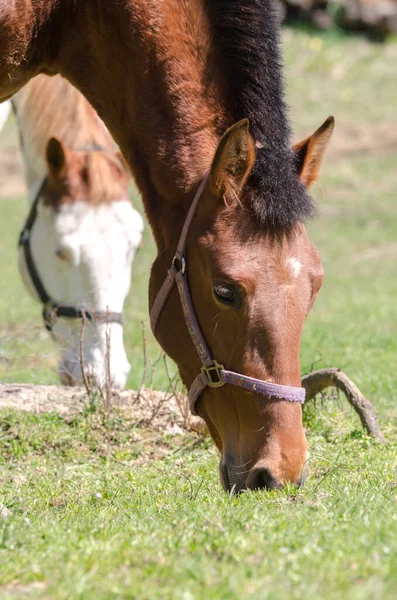 Details Van Een Paard Ligurië Italië — Stockfoto