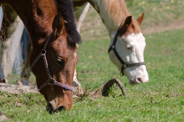 Details Horse Liguria Italy — Stock Photo, Image