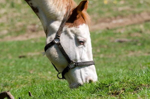 Details Horse Liguria Italy — Stock Photo, Image