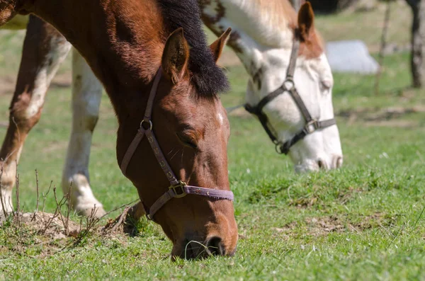 Details Horse Liguria Italy — Stock Photo, Image