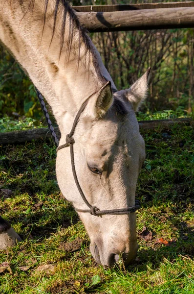 Detalhes Cavalo Ligúria Itália — Fotografia de Stock