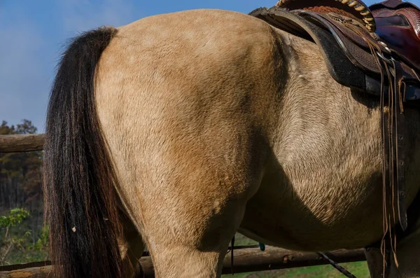 Detalhes Cavalo Ligúria Itália — Fotografia de Stock