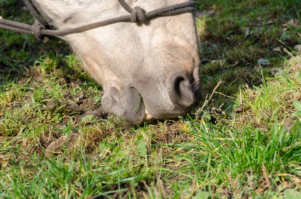 Details Eines Pferdes Ligurien Italien — Stockfoto