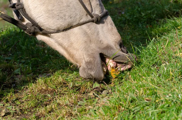 Details Horse Liguria Italy — Stock Photo, Image