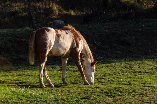 Λεπτομέρειες Για Ένα Άλογο Λιγουρία Στην Ιταλία — Φωτογραφία Αρχείου