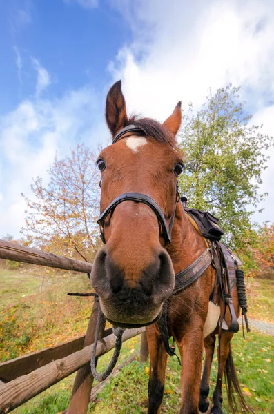 Detalhes Cavalo Ligúria Itália — Fotografia de Stock