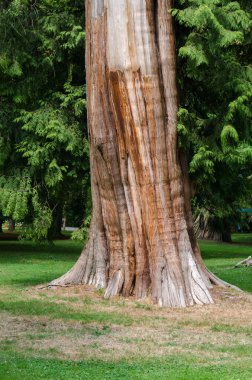 Stanley Parkı ağacında