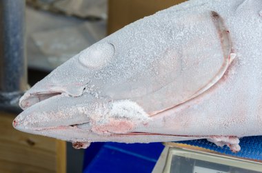 Dondurulmuş ton balığı