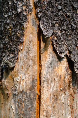 Ağaç kabuğu.