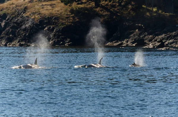 Orcas Vancouver