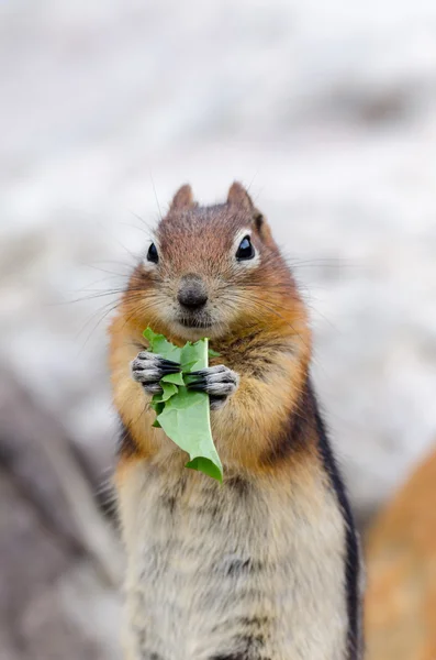 Esquilo esquilo — Fotografia de Stock