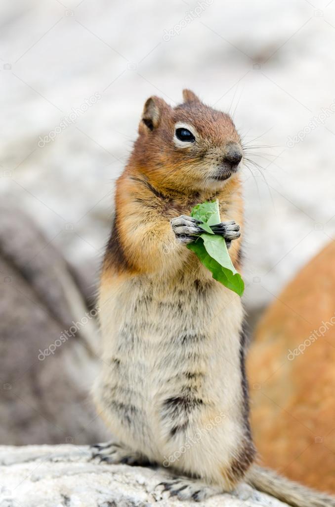 Squirrel Chipmunk