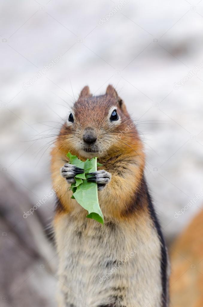 Squirrel Chipmunk