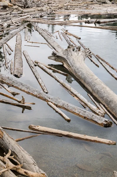 Trunks on Moraine Lake — Stock Photo, Image