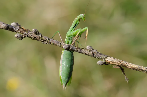 Gottesanbeterin — Stockfoto