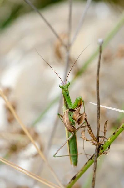 Gottesanbeterin — Stockfoto