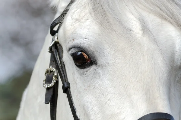 Cavallo bianco — Foto Stock