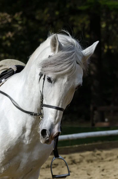 Galoppierendes Pferd — Stockfoto