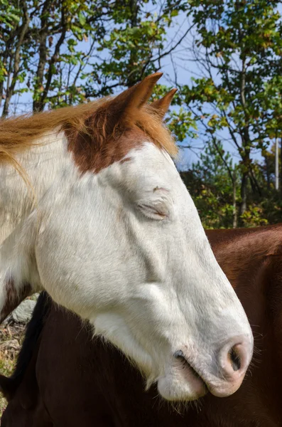 Pferd — Stockfoto