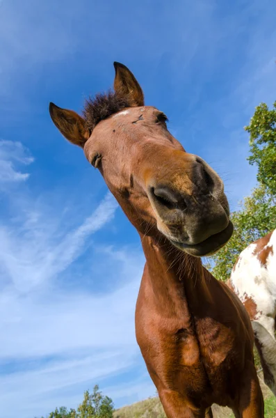 Pferd — Stockfoto