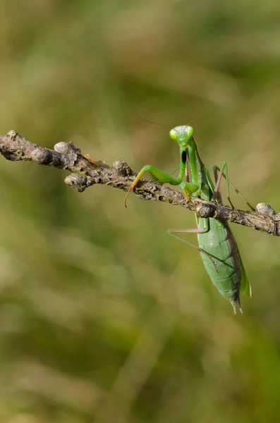 Gottesanbeterin — Stockfoto