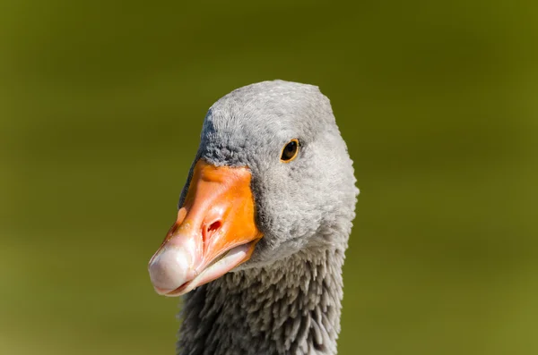 Padovana goose — Stock Photo, Image