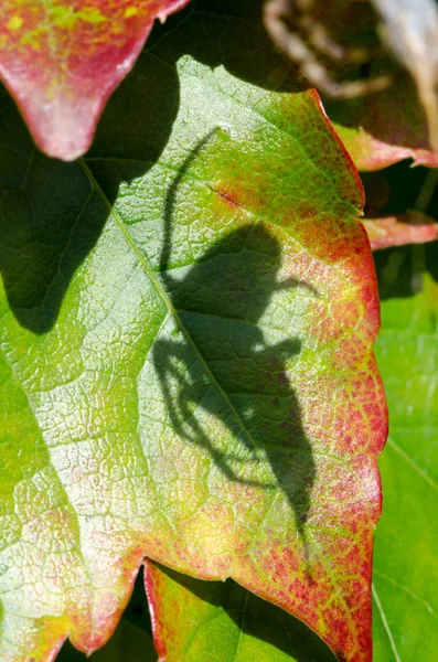 Spider shadow — Stock Photo, Image