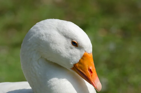 Husa s modrýma očima — Stock fotografie