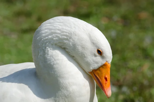 Husa s modrýma očima — Stock fotografie