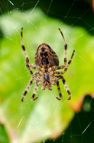 Makro fotoğraf bir örümcek — Stok fotoğraf
