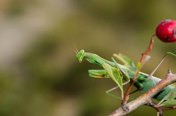 Gottesanbeterin — Stockfoto