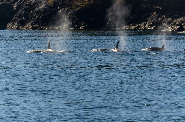 Katil balina Vancouver — Stok fotoğraf
