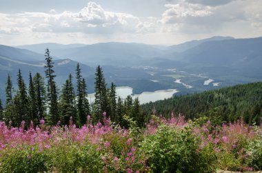 Kanada'da çiçekli dağ