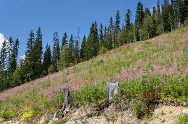 Kanada'da çiçekli dağ