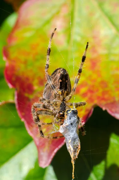 Yerken örümcek — Stok fotoğraf