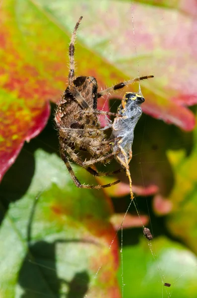 Yerken örümcek — Stok fotoğraf