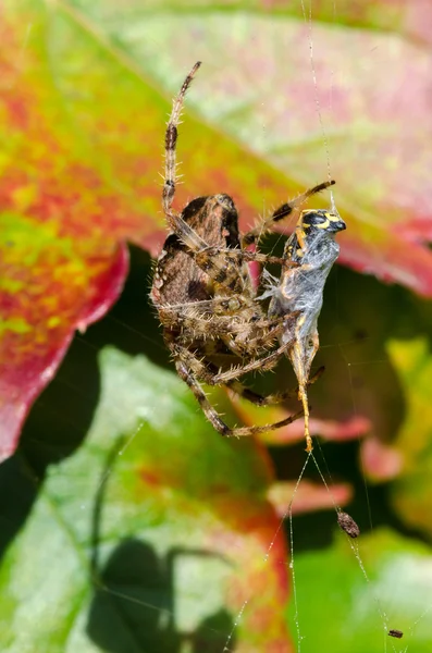 Araignée en mangeant — Photo