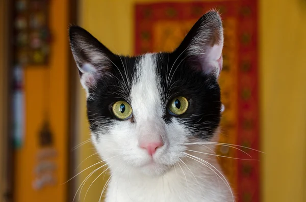 Zwarte en witte kat — Stockfoto