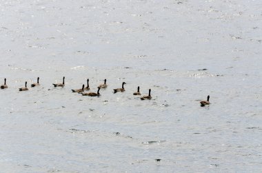 Yellowstone Gölü üzerinde kaz