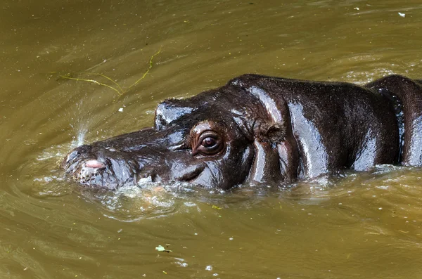 Hippo di kolam — Stok Foto