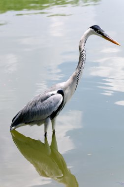 Balıkçıllar avcılık
