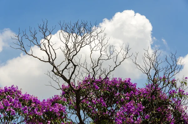 Árvores florescentes — Fotografia de Stock