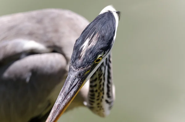 Herons hunting — Stock Photo, Image