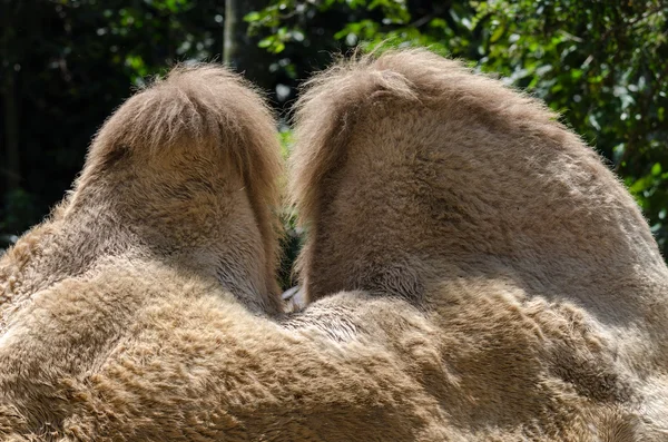 Humps of a camel — Stock Photo, Image