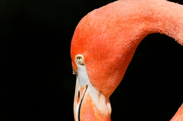 Karibisk flamingo — Stockfoto