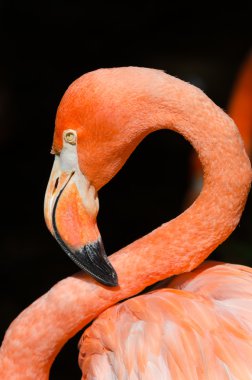 Karayip flamingo