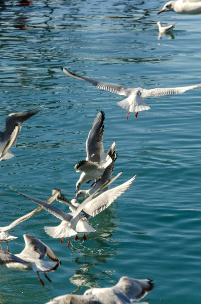 Gaivotas voadoras — Fotografia de Stock