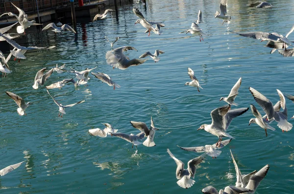 Möwen fliegen — Stockfoto