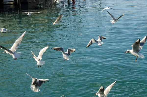 Möwen fliegen — Stockfoto